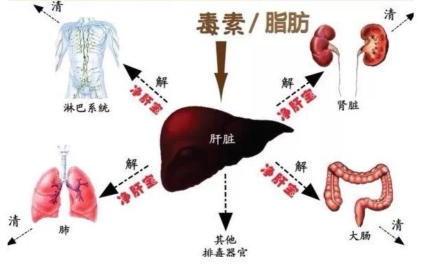 中医穴位按摩法 让你畅快排毒