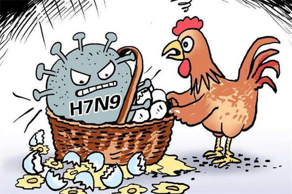 H7N9禽流感来袭让鸡“躺枪” 鸡年还能不能安心吃鸡？
