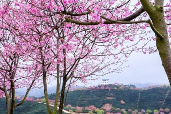 春季该如何饮食 五多五少更养生