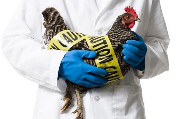 H7N9禽流感病毒不具备人际传播能力 市民勿恐惧！