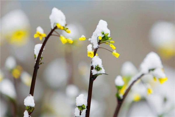 春季赏花也会遭意外“攻击” 预防需做好五件事情