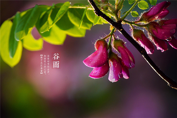 谷雨节气 推荐两道食谱对抗“春困