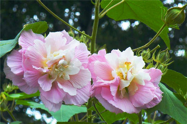 春暖花开季谨防花粉过敏 踏青赏花做好防范措施