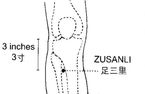 足三里怎么找 足三里的准确位置图