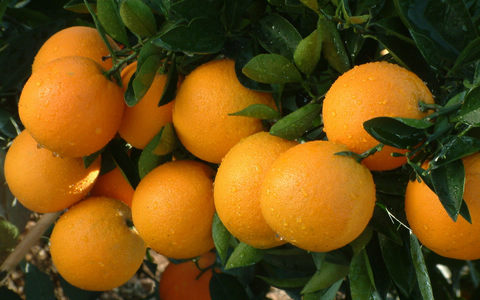 今天处暑:养生多吃山楂橘子