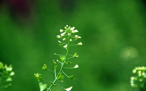 荠菜的功效以及营养价值