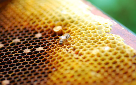 蜂蜡的作用以及食用方法