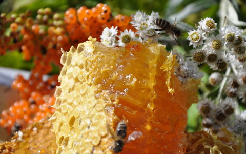 蜂王浆的吃法