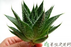 芦荟是中药吗 芦荟的10个治疗偏方