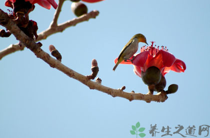 木棉花的功效 清热利湿解毒