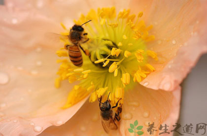 花粉的10大作用