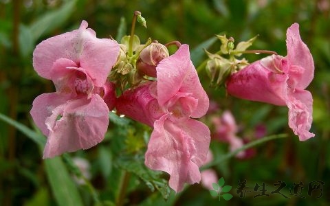 醋泡大蒜治疗灰指甲