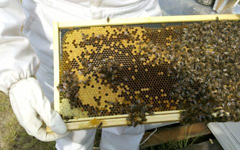 蜂巢能治鼻炎吗