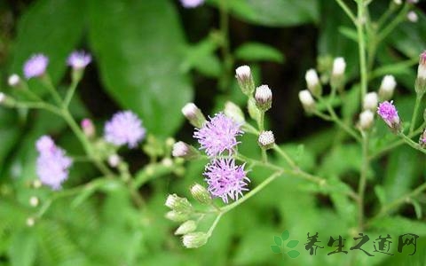 一枝香的药用价值_一枝香的副作用