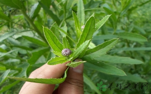 泥胡菜的药用价值_泥胡菜的副作用