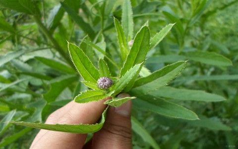 泥胡菜的药用价值_泥胡菜的副作用