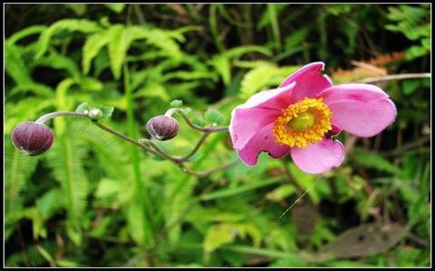 打破碗花花的药用价值_打破碗花花的副作用