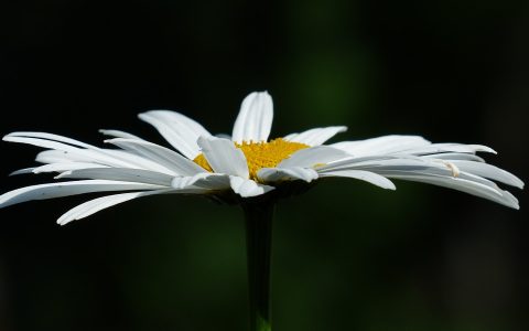 山菊花的药用