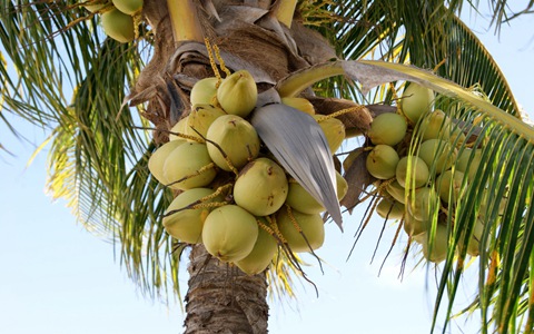 椰子的功效与作用_椰子的药用价值