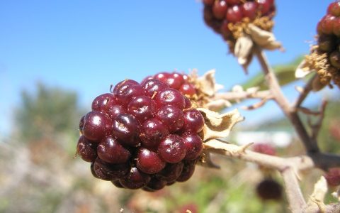 太平莓的药用价值_太平莓的副作用