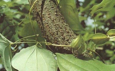 绵萆薢的功效与作用_绵萆薢的药用价值