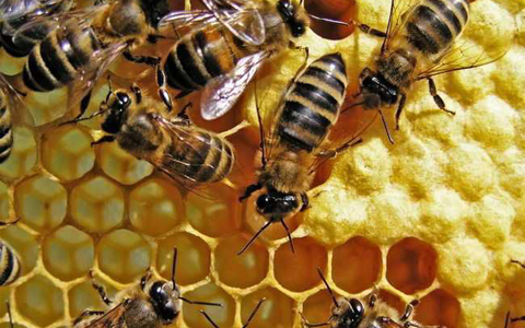 蜂房的功效与作用_蜂房的药用价值