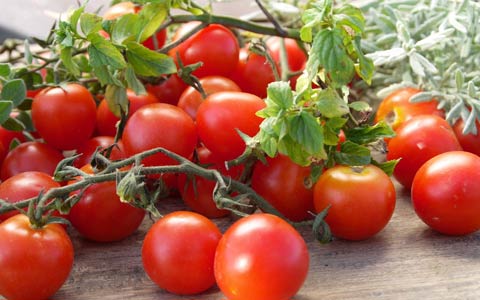 番茄的功效与作用_番茄的药用价值