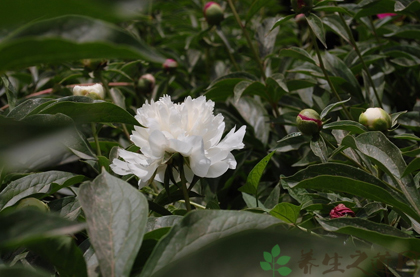 吃白芍对人体有害吗