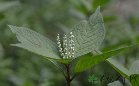 及己的药用价值_及己的副作用