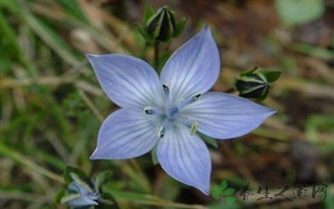 獐牙菜的药用价值_獐牙菜的副作用