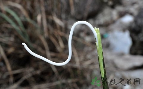 小通草和通草有什么区别