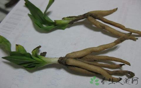 仙茅的药用价值_仙茅的副作用