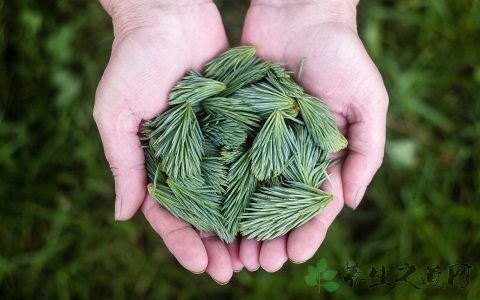 荆芥炭是什么