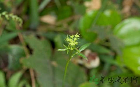 隔山香的药用价值_隔山香的副作用