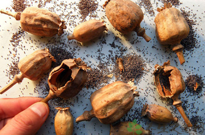 罂粟壳的功效与作用_罂粟壳的药用价值