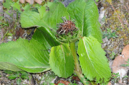 川木香的功效与作用_川木香的药用价值