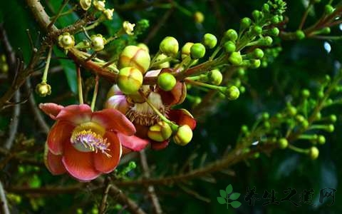 菩提树花的功效与作用