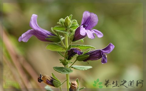 毛麝香的药用价值_毛麝香的副作用