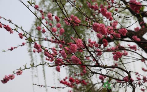 梅花的功效与作用_梅花的药用价值