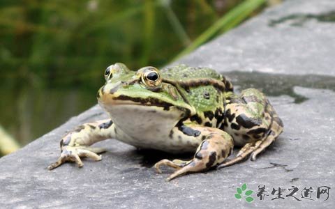 青蛙的功效与作用_青蛙的药用价值