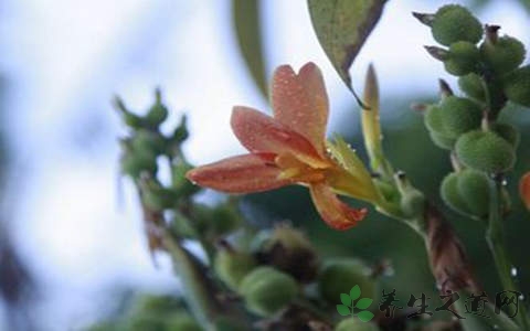 美人蕉花的药用价值_美人蕉花的副作用