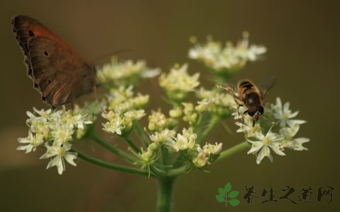 麝香草功效