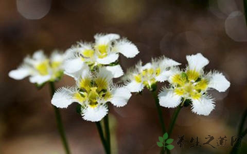 梅花草的功效与作用