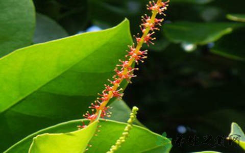 五月茶的药用价值_五月茶的副作用