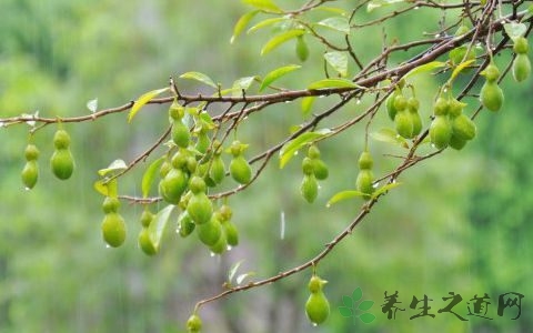 女儿香的药用价值_女儿香的副作用