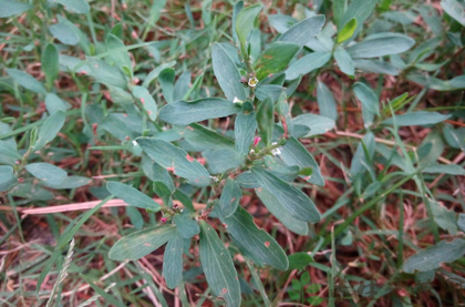 扁蓄的功效与作用_扁蓄的药用价值