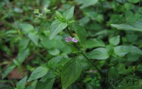 狗肝菜的功效与作用