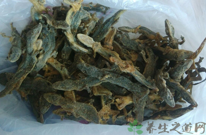 壁虎的功效与作用_壁虎的药用价值