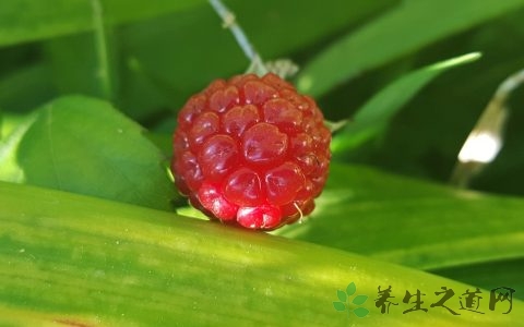 太平莓的药用价值_太平莓的副作用