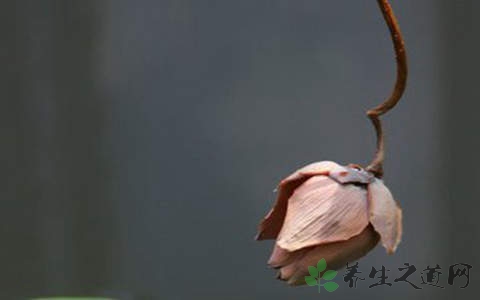 吊灯花的药用价值_吊灯花的副作用